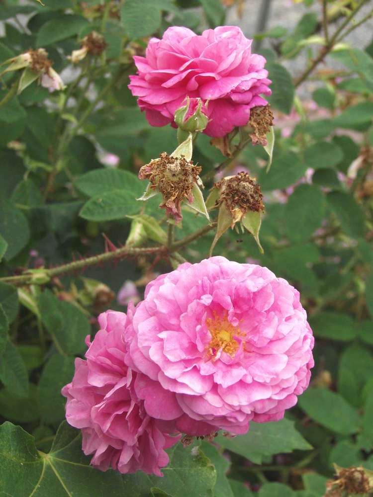 Minette-lajike.